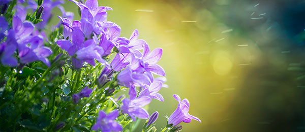 beautiful flowers in the gardens at Roxburghe House Aberdeen